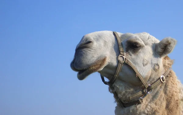 Camel Animal Nature Fauna Equine — Stock Photo, Image