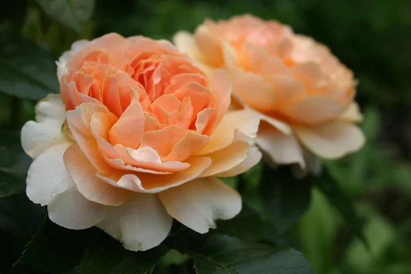Rosas Flores Pétalos Flora — Foto de Stock
