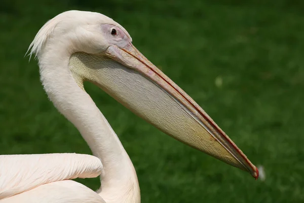 Schwimmvogel Wildniskonzept — Stockfoto