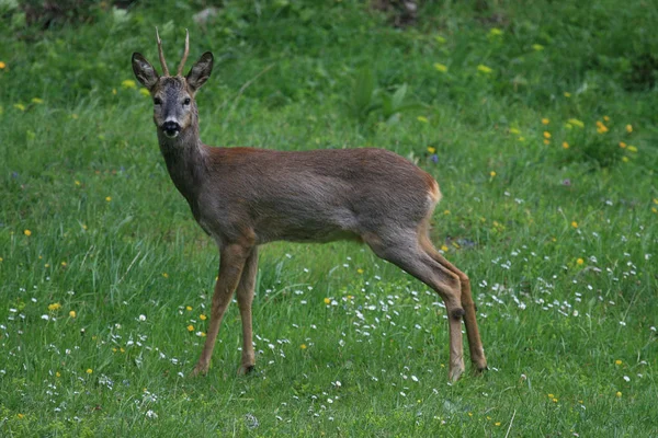 Natura Fauna Selvatica Dei Cervi Animali Fauna — Foto Stock