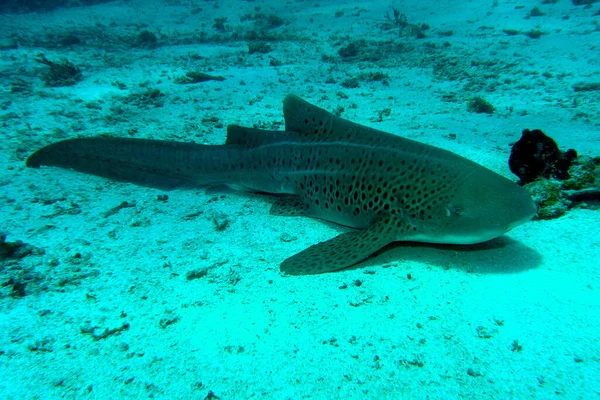 Este Leopardo Vimos Isla Sangalaki Borneo Hecho Desde Bote Buceo — Foto de Stock