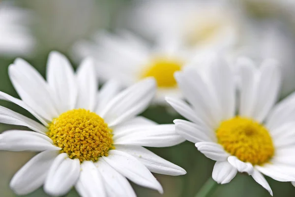 Prästkragar Ängsblommor Kamomiller — Stockfoto