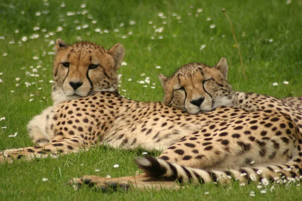 Dostrzeżony Gepard Drapieżnik Wielki Kot — Zdjęcie stockowe