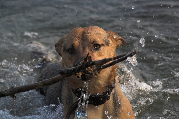 Porträt Eines Süßen Hundes — Stockfoto