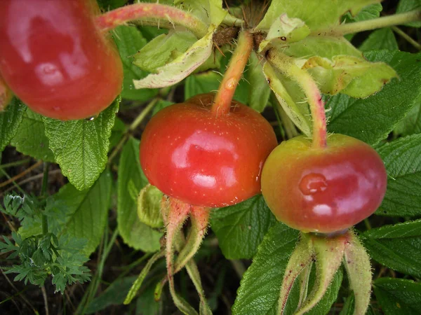 Cuisse Rose Baies Rouges — Photo