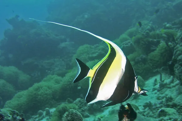 Isla Makunudu Maldivas — Foto de Stock