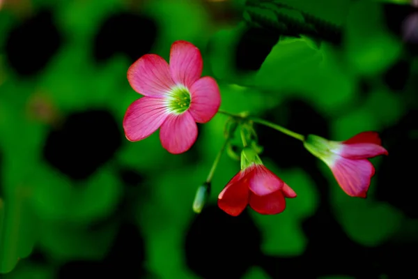 Vakkert Botanisk Skudd Naturlig Tapeter – stockfoto