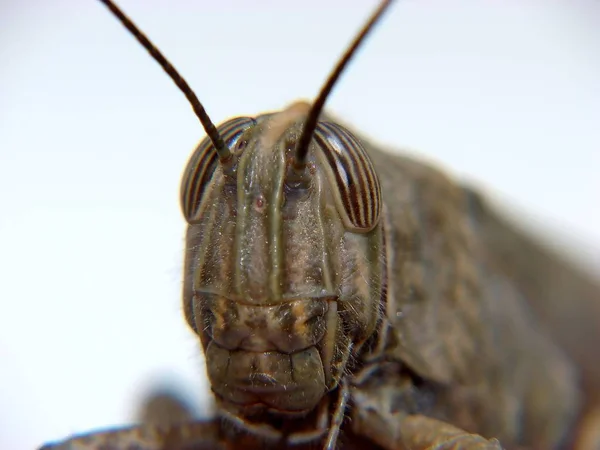 バッタ虫無脊椎動物の祈りのバグ — ストック写真