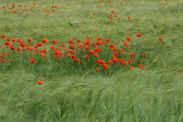 Nahaufnahme Von Schönen Wilden Mohnblumen — Stockfoto