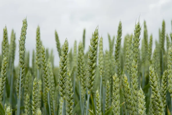 Blick Auf Maisfeld Landwirtschaftliches Konzept — Stockfoto