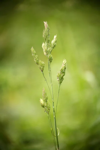 Perto Uma Planta Jovem Campo — Fotografia de Stock