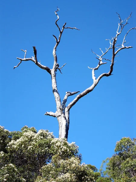 Batı Avustralya Nisan 2006 — Stok fotoğraf