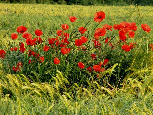 Pořízen Dopoledních Hodinách Stále Vlhký Mlhy — Stock fotografie