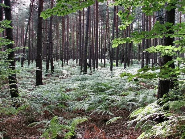 Uitzicht Het Bos — Stockfoto