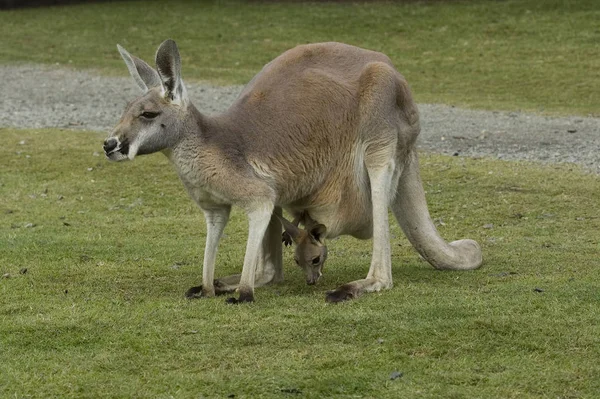 Roztomilý Klokaní Zvíře Australský Savec — Stock fotografie