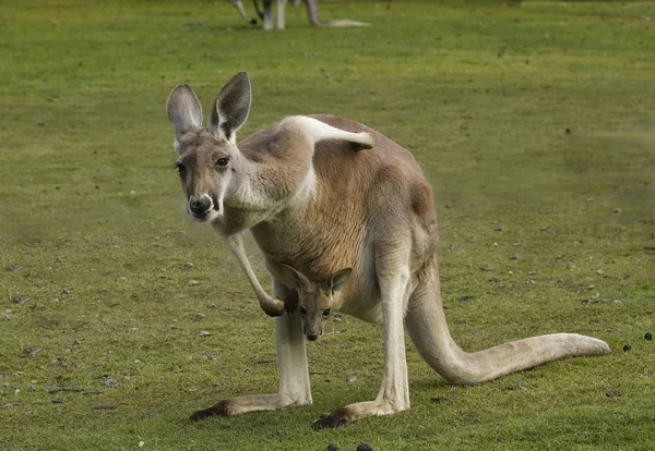 カンガルー動物 オーストラリアの哺乳類 — ストック写真