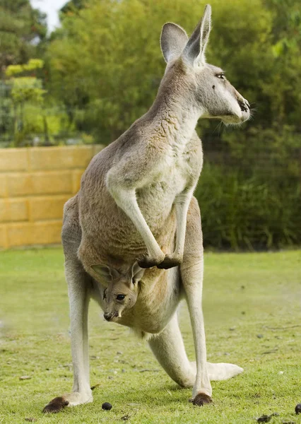 Animal Canguro Mamífero Australiano — Foto de Stock