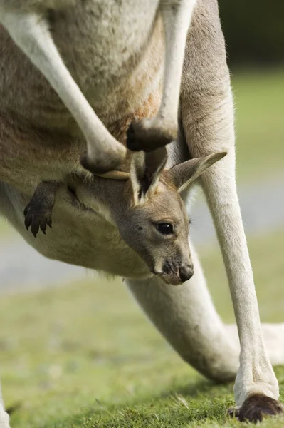 Animal Canguro Mamífero Australiano — Foto de Stock