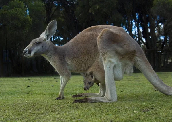 Bonito Canguru Animal Mamífero Australiano — Fotografia de Stock