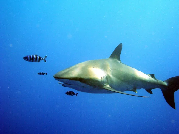 Marine Shark Dangerous Predator — Stock Photo, Image