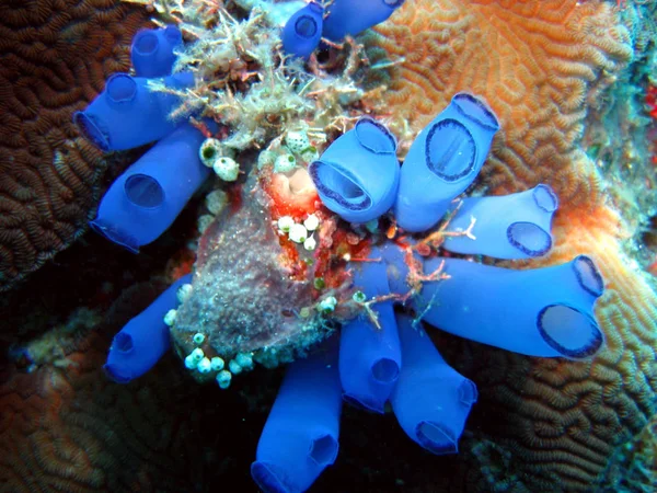 these beautiful and delicate animals are sea squirts! they filter plankton and other fine out of the water. there are tunicates and there are these in many colors and sizes.