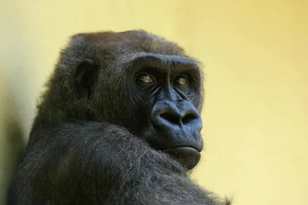 Goril Maymun Primat Hayvan — Stok fotoğraf