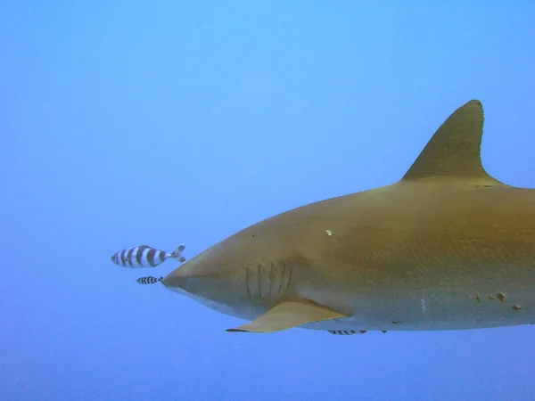 Marine Shark Dangerous Predator — Stock Photo, Image