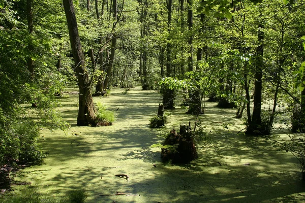 Vue Ariale Île — Photo