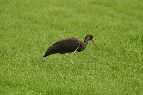 Vue Panoramique Belle Cigogne Oiseau Nature — Photo