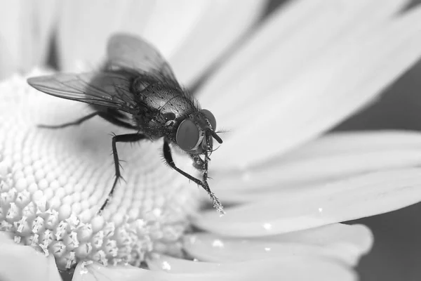 Nahaufnahme Von Wanzen Der Wilden Natur — Stockfoto