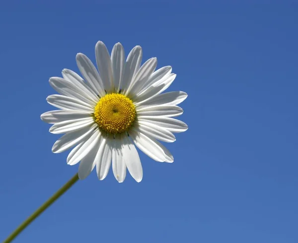 Όμορφα Λουλούδια Floral Έννοια Φόντο Της Φύσης — Φωτογραφία Αρχείου