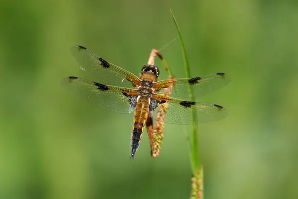 Natur Insekt Trollslända Odonata Flyga — Stockfoto