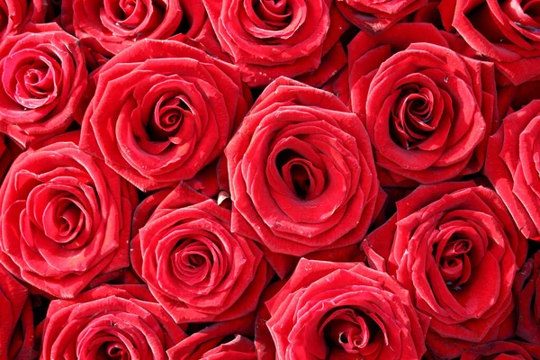 Vermelho Rosas Fundo Close — Fotografia de Stock