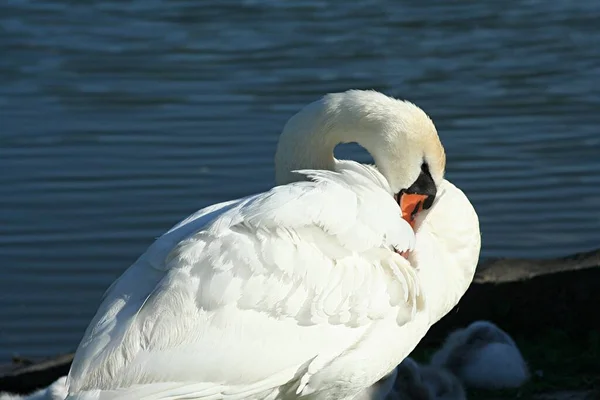 Vista Panorámica Los Cisnes Majestuosos Naturaleza — Foto de Stock