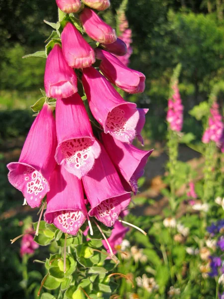 Vackra Blommor Blommigt Koncept Bakgrund — Stockfoto