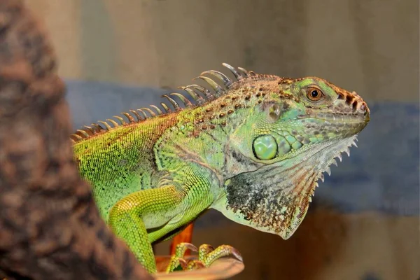 Kertenkele Iguana Yırtıcı Hayvan — Stok fotoğraf