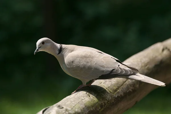 Columba Palumbus Auf Einem Holzzaun — Stockfoto