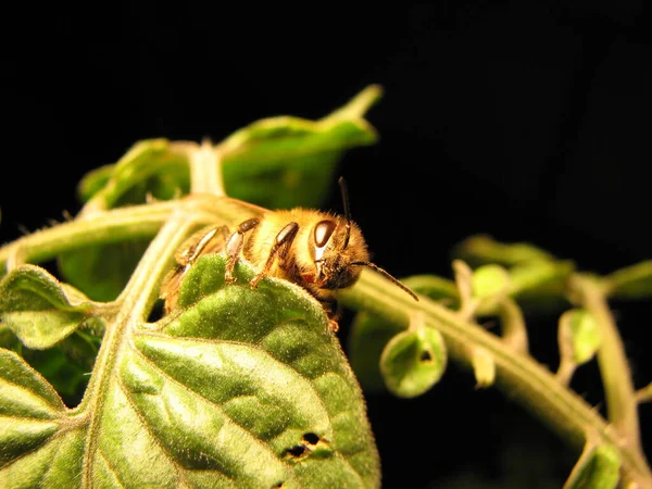 Tato Krásná Včela Byla Překvapena Zimou Neuměla Létat Znovu Jsem — Stock fotografie