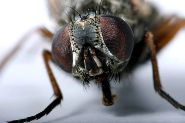 Primer Plano Error Naturaleza Salvaje — Foto de Stock