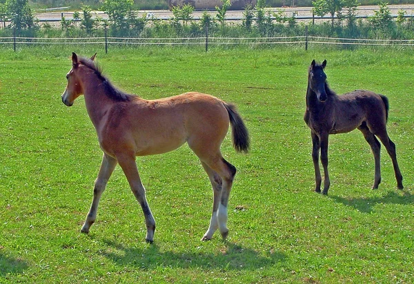 Caballos Aire Libre Durante Día —  Fotos de Stock