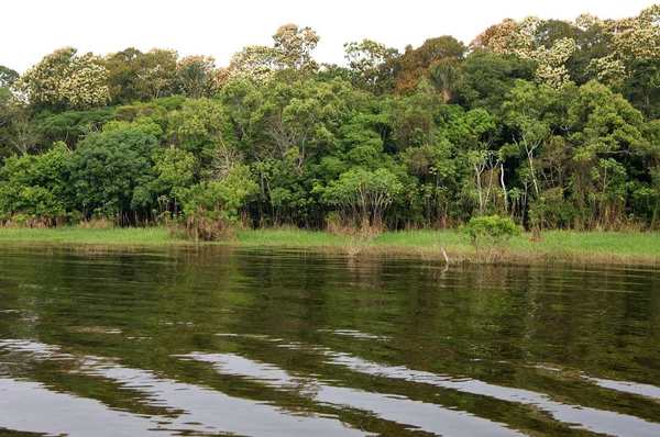 Galerie Lesy Podél Přítoku Amazonské Amazonie Brasilen — Stock fotografie