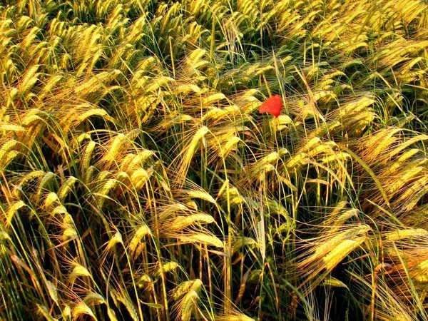 Nahaufnahme Von Schönen Wilden Mohnblumen — Stockfoto