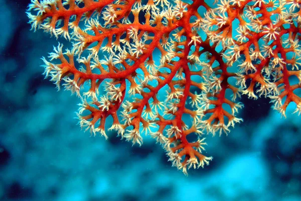 Часть Веерного Коралла Ясно Видны Тонкие Щупальца Планктона — стоковое фото