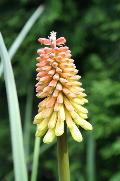 Krásný Botanický Záběr Přírodní Tapety — Stock fotografie