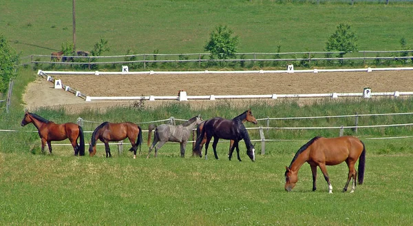 Troupeau Chevaux Broutant Extérieur — Photo