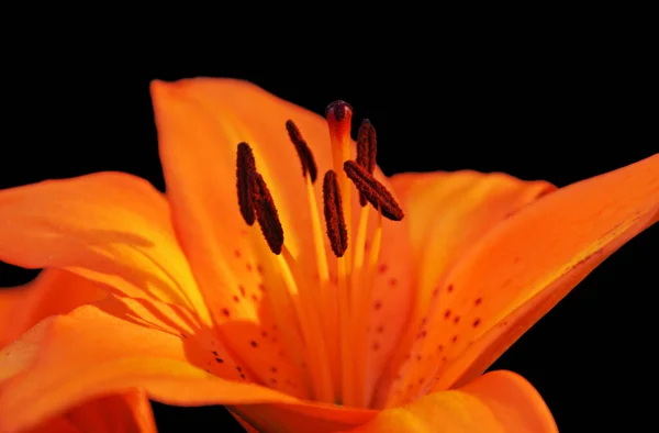 Closeup View Beautiful Lily Flower — Stock Photo, Image