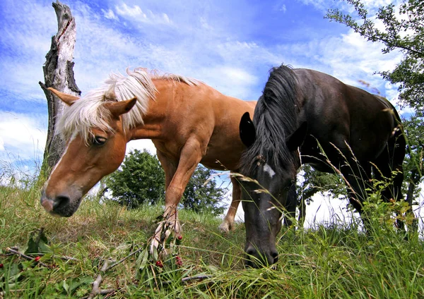 Caballos Aire Libre Durante Día — Foto de Stock