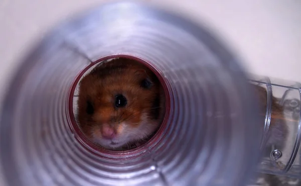 Küçük Hamster Dikkatli Bakıyor — Stok fotoğraf