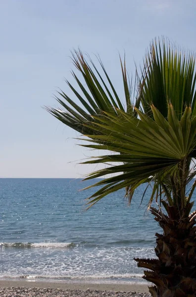 Palmy Plaży Morza — Zdjęcie stockowe