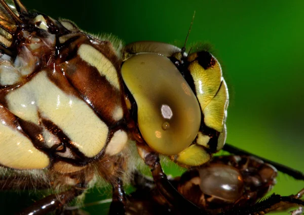 Insetti Della Natura Libellula Odonata Volare — Foto Stock